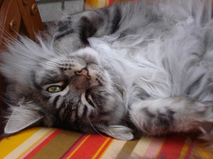 Maine Coon Cat Upside-down