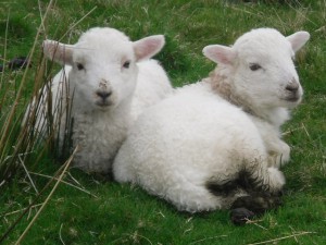 two lambs
