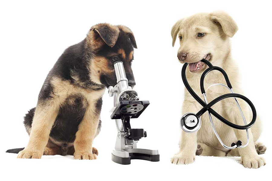 Two dogs with laboratory equipment