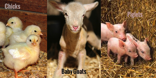 baby farm animals