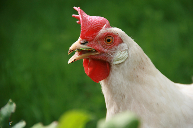 chicken-picture