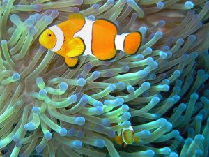Clownfish with sea anemone