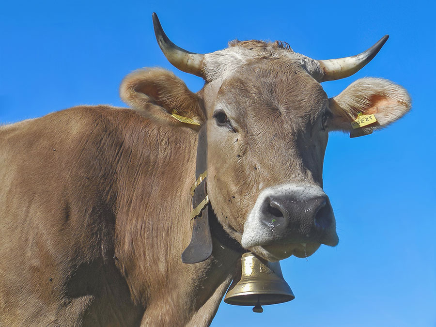 Cow with cow bell
