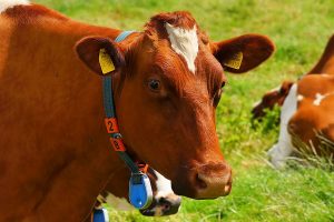 Cow with ear tag and transponder