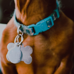 Dog collar with license tag