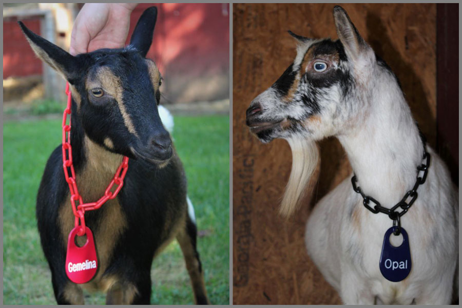 Two goats with name tags