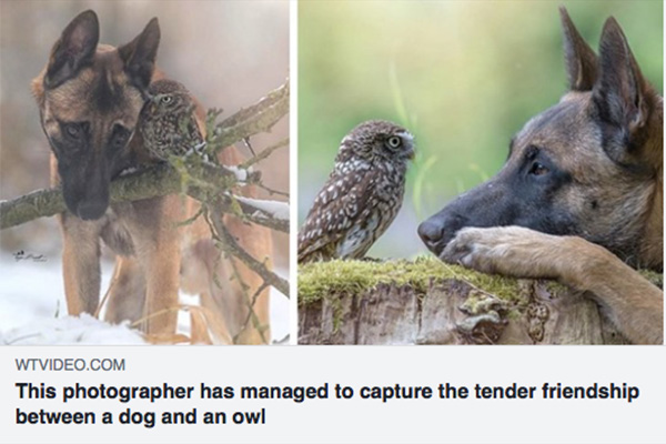 Friendship between dog and owl
