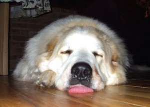 Great Pyrenees being a goof ball