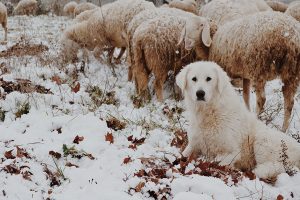 Herding dog with flock of sheep