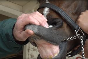 Horse with lip tattoo
