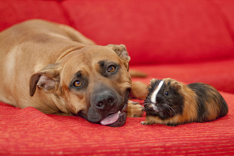 Dog with guinea pig friend