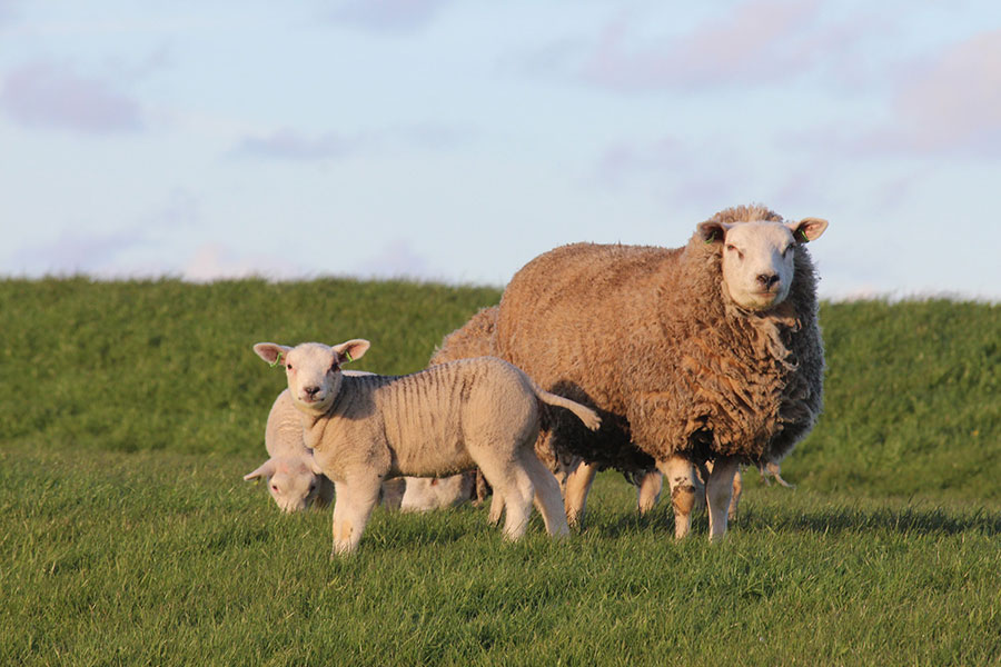 Sheep and lambs in a pasture