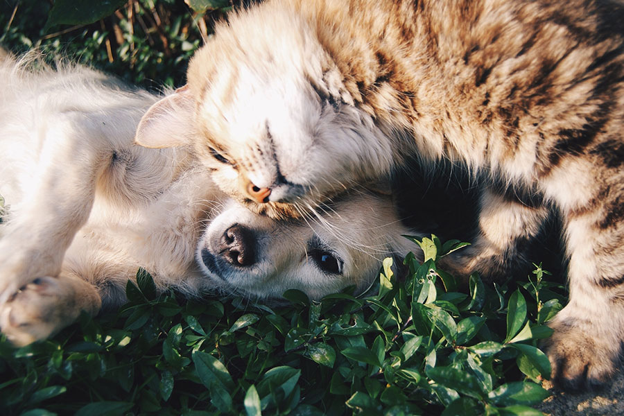 Dog and cat cuddling on leaves