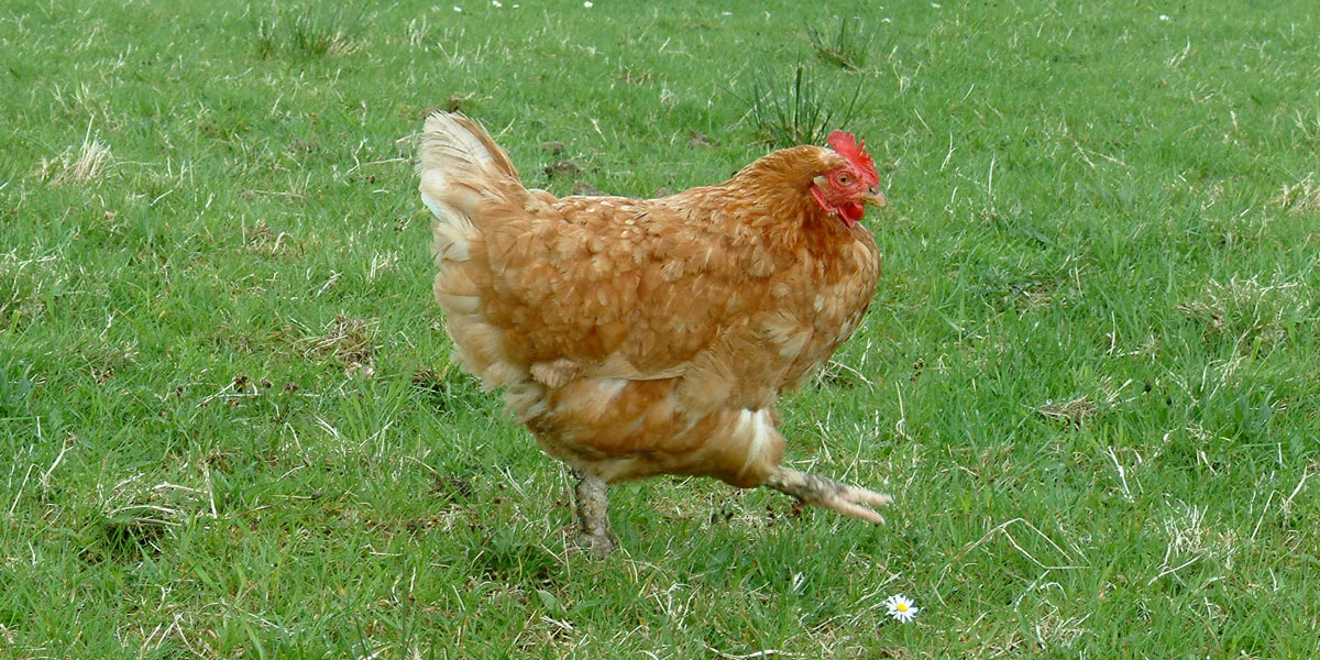 Chicken strutting around in grass
