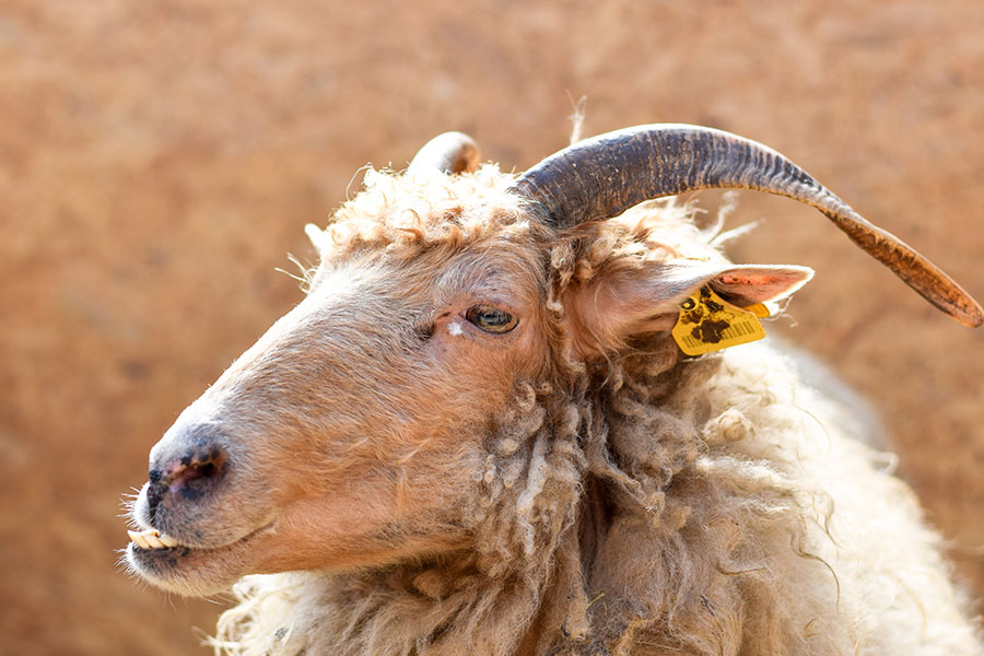 Goat with ear tag