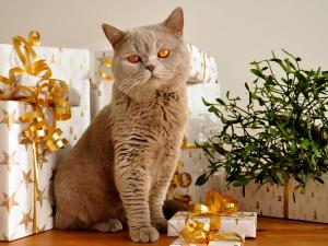 Gift cat