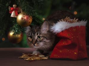 Kitten under Christmas tree