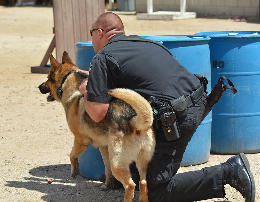 Police dog with handler
