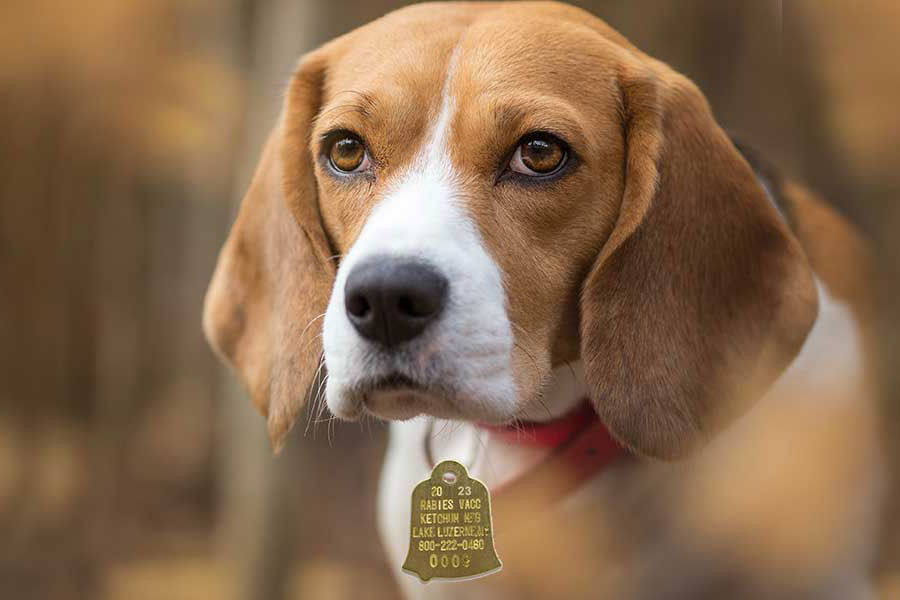 Dog with 2023 rabies tag